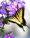 Tiger Swallowtail 8043